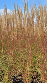 Miscanthus sinensis "Ferner Osten" - (Garten-Chinaschilf "Ferner Osten"),